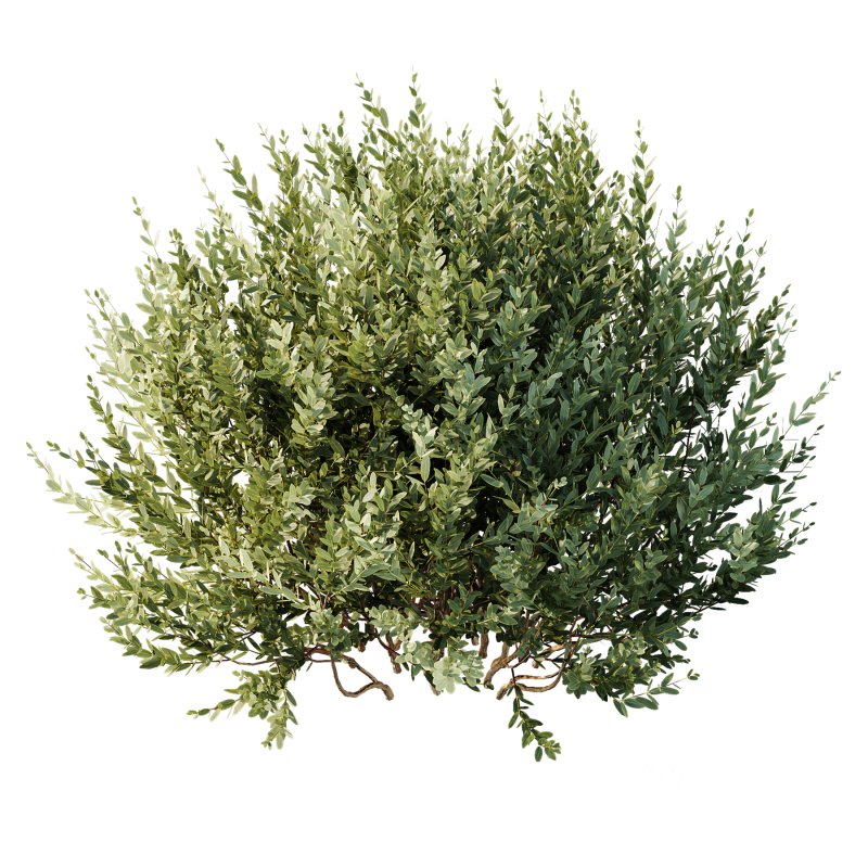 AV adjective bush Nerium Oleander Laurier Kaner Rose Pink and Montra Olive Bush Image 1