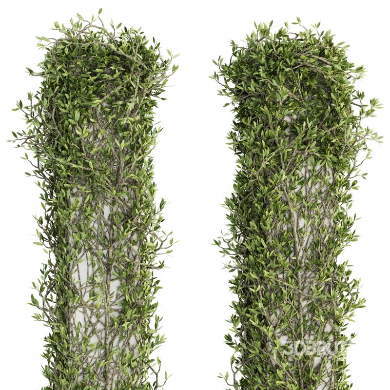 Outdoor Plant Set 010 Image 5