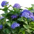 Hydrangea 02 - Thumbnail 2