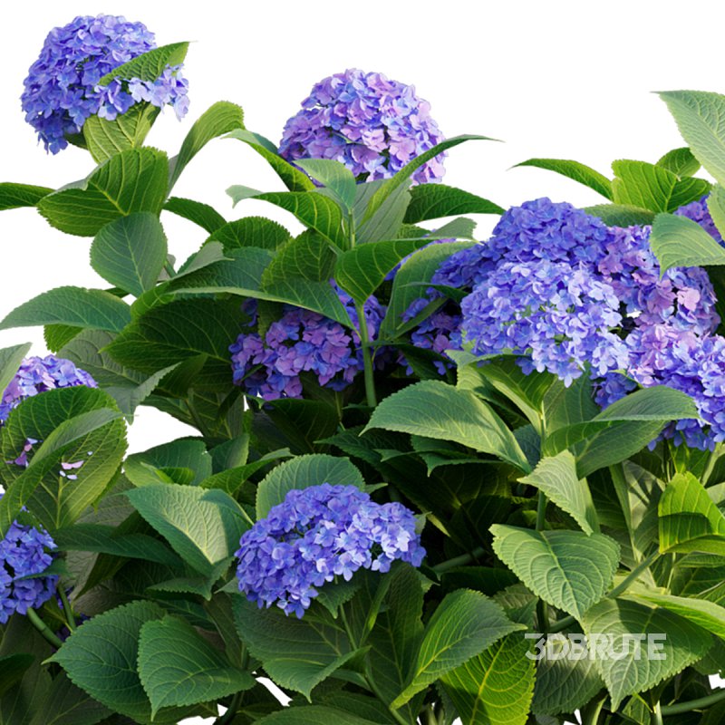 Hydrangea 02 Image 2