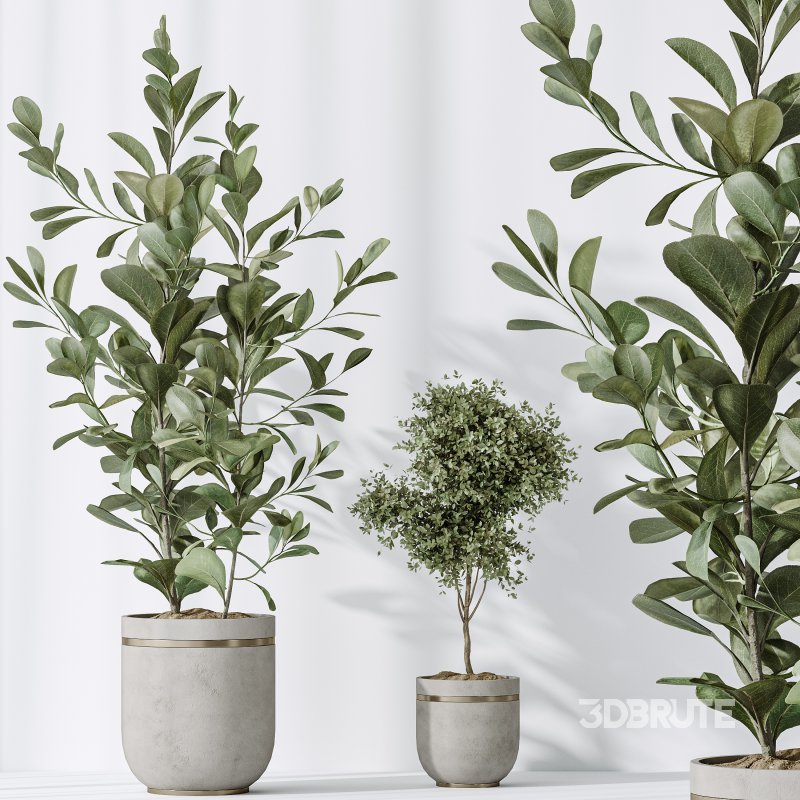 AV Indoor plants set 187 Mission Kalamata Arbequina Olive and Lemon Lime Cane Dragon and Ficus Microcarpa Moclame Image 5