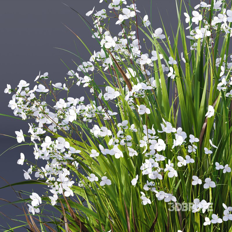 AV Spring flowering grasses Fringe lily and Libertia Grandiflora Image 2