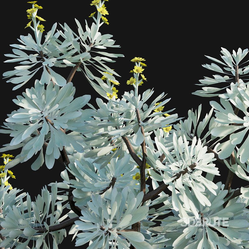 Crossostephium chinense – graphalium spp Image 5