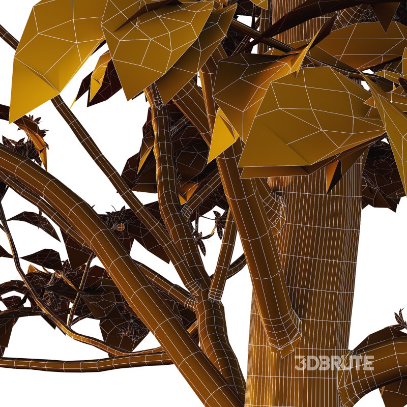 Catalpa Ovata Tree 05 Image 3