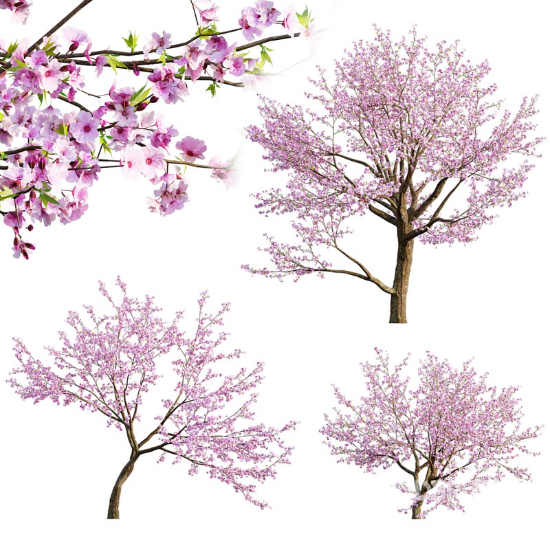 Prunus persica – Peach trees – Nectarine trees Image 1