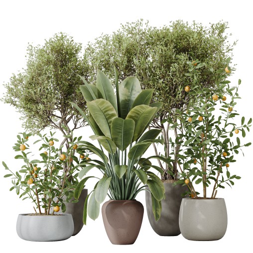 AV Indoor plants set 179 Mission Arbequina Olive and Ficus Robusta Abidjan and Mandarin Citrus Fruit Bonsai Orange Tree