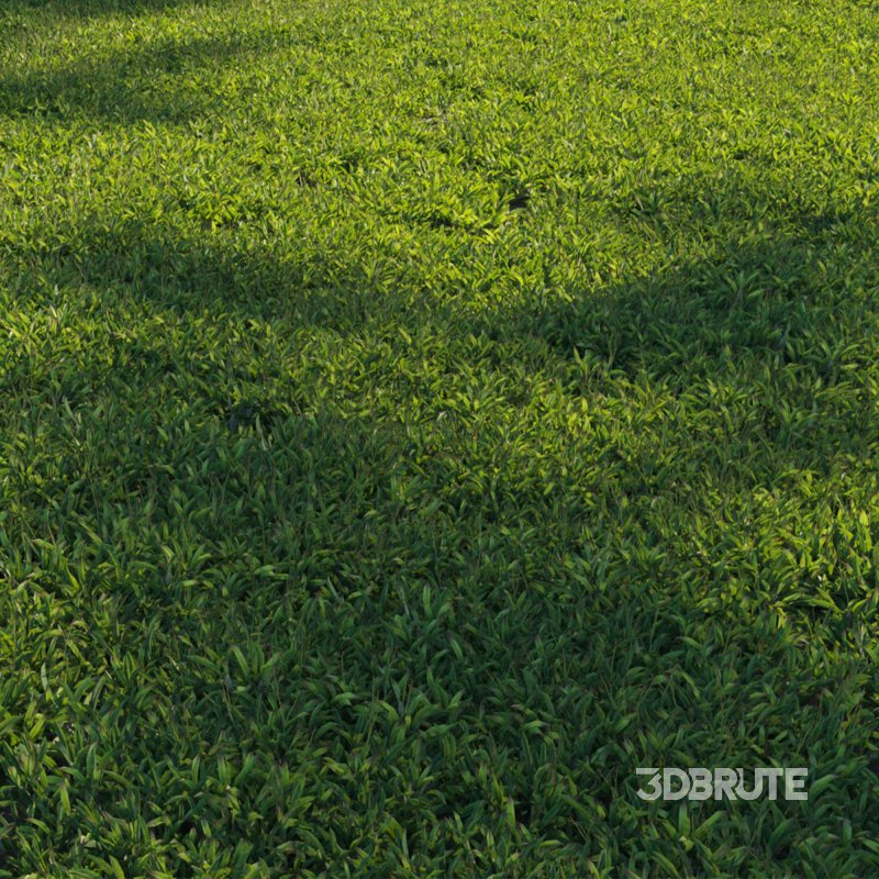 Axonopus Compressus Set 01 Image 2