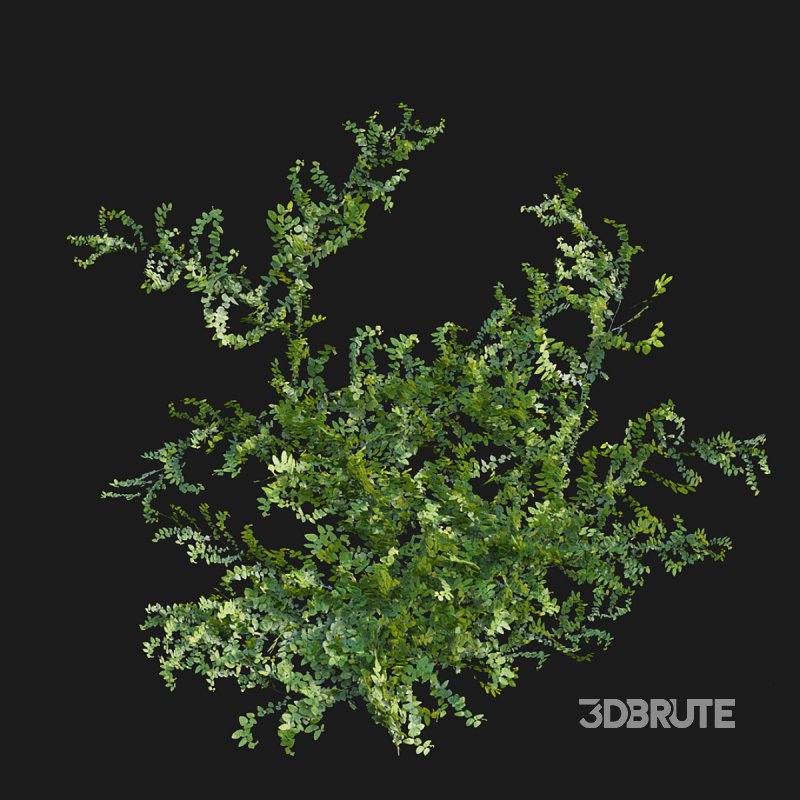 Moraceae – Ficus pumila Image 5