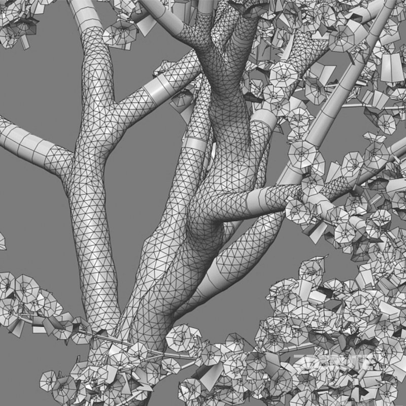 Prunus persica – Peach trees – Nectarine trees Image 6