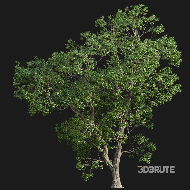 Cinnamomum camphora Image 2