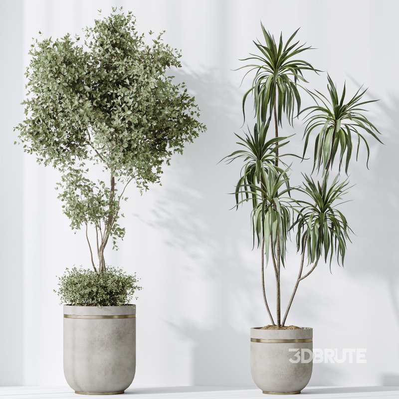 AV Indoor plants set 187 Mission Kalamata Arbequina Olive and Lemon Lime Cane Dragon and Ficus Microcarpa Moclame Image 6