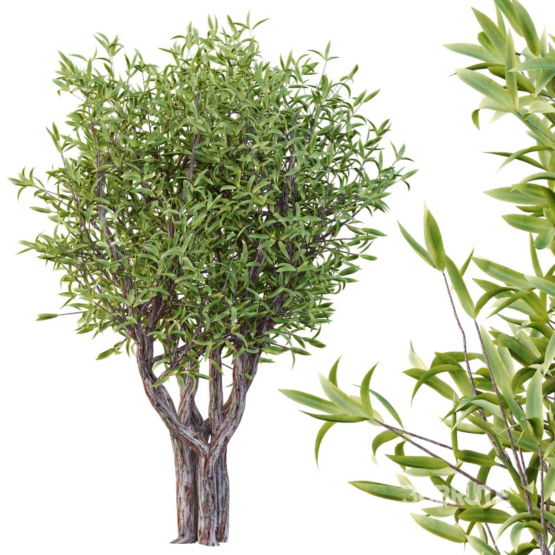 Sweet Viburnum Plant04 Image 5