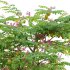 Averrhoa carambola – Starfruit tree 02 - Thumbnail 3