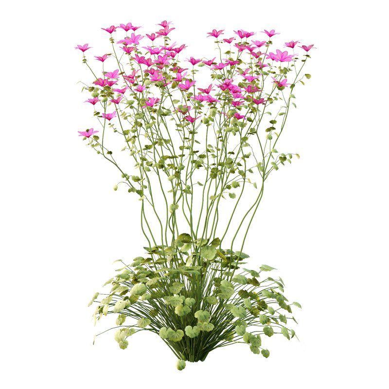 comes from the Greek word geranos meaning crane in reference to the fruit which purportedly resembles the head and beak of a crane. Image 1