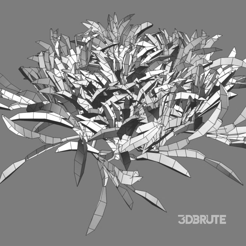 Axonopus compressus_cut_02 Image 3