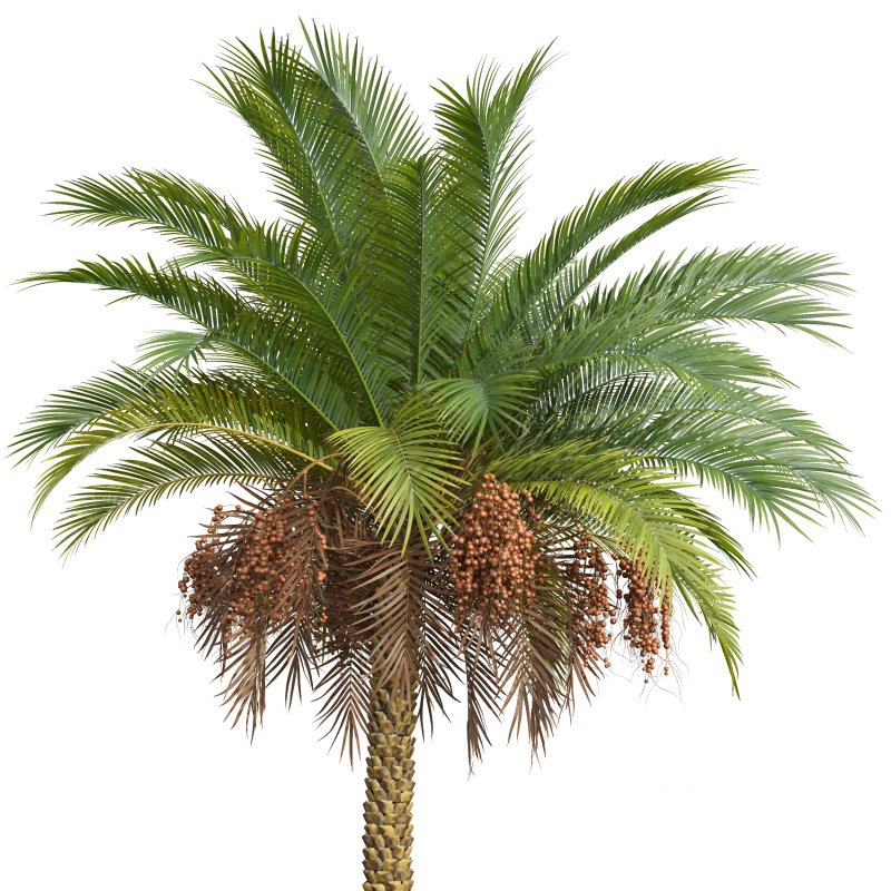 AV Sabal Palmetto Cabbage Palm and Phoenix Sylvestris Fruit palm tree Image 4