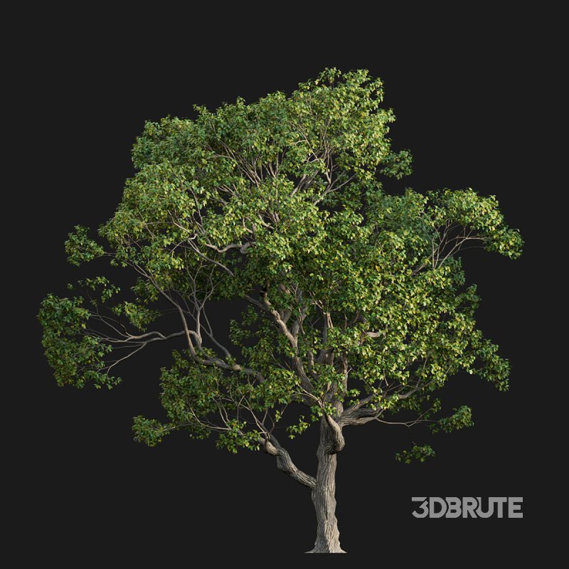 Cinnamomum camphora 02 Image 2