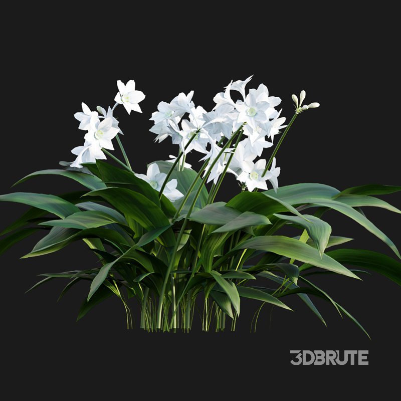 Eucharis grandiflora – Amazon Lily Image 5