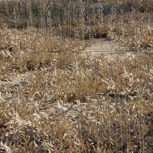 Chrysopogon aciculatus – dry 01