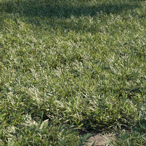 Chrysopogon aciculatus 03