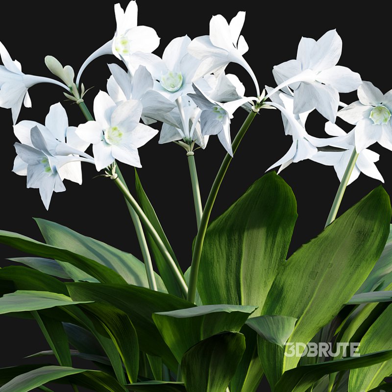 Eucharis grandiflora – Amazon Lily Image 3