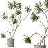 AV Indoor plants set 188 Mission Kalamata Leccino Arbequina Olive and Ficus Cyathistipula and Mountain Kentia Palm - Thumbnail 4