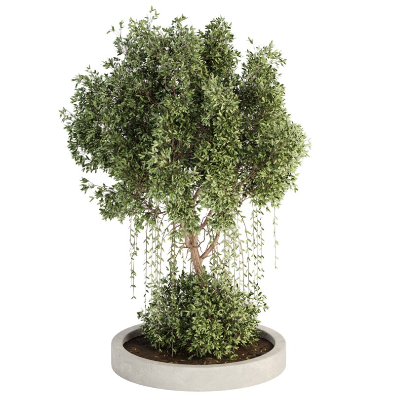 Outdoor Plant Set 014 Image 3