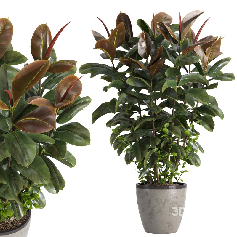 Indoor plant 05 Image 3