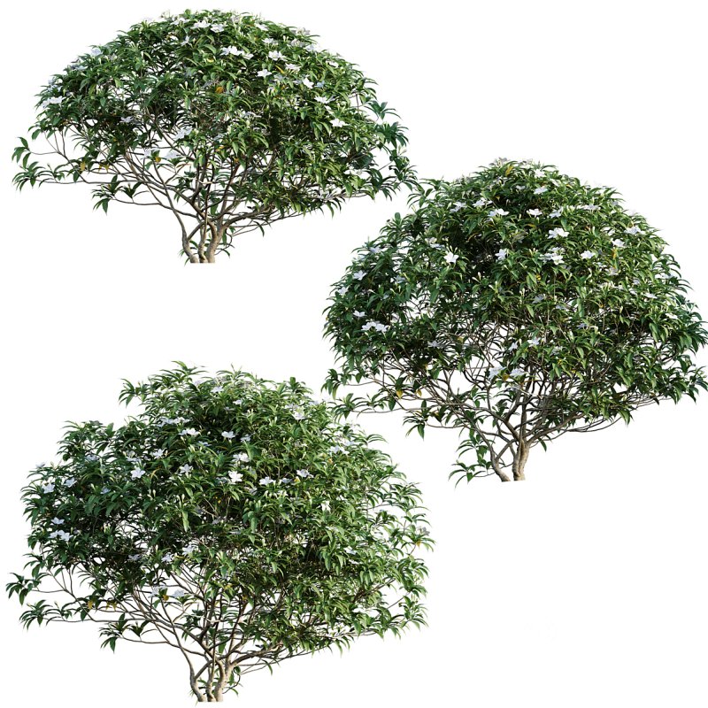 Wrightia antidysenterica 02 Image 1