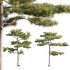 Pinus tabuliformis 03 - Thumbnail 1