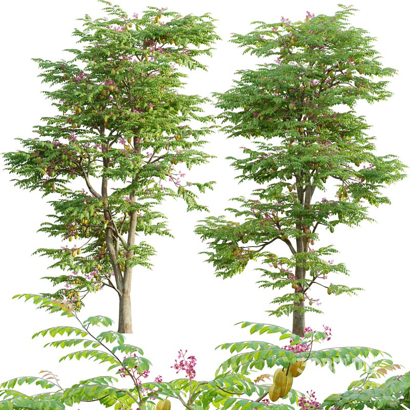 Averrhoa carambola – Starfruit tree 06 Image 1