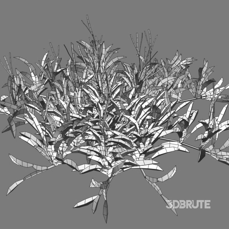 Axonopus Compressus Set 02 Image 6