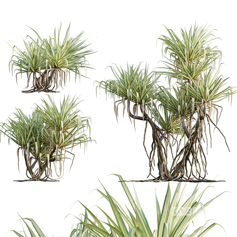 Pandanus baptistii – Variegated Dwarf Pandanus 02 Image 1