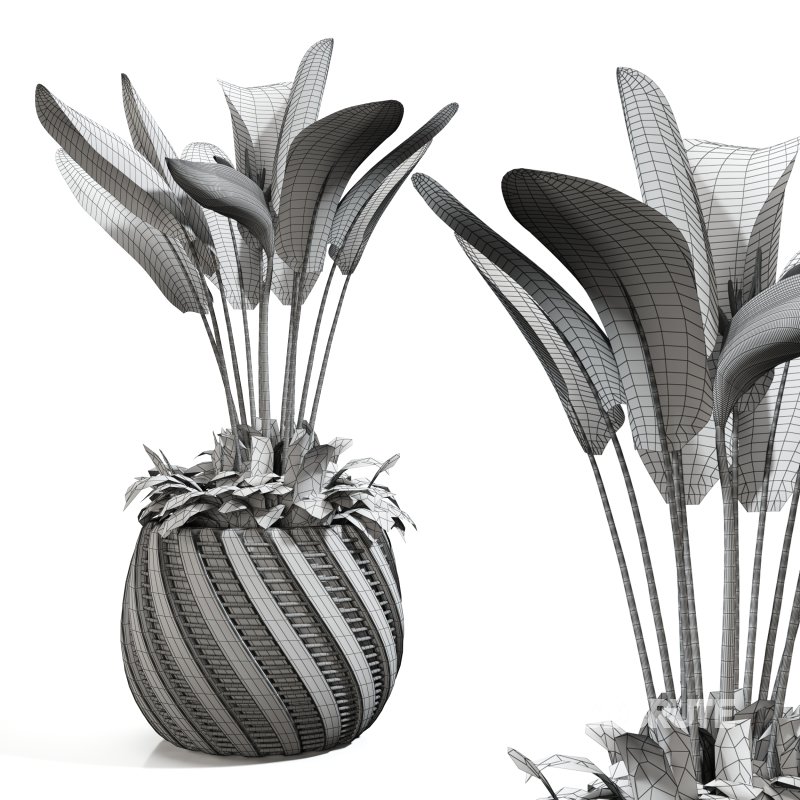 Strelitzia reginae and banana plant Image 5