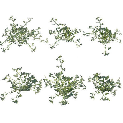 Medicago polymorpha