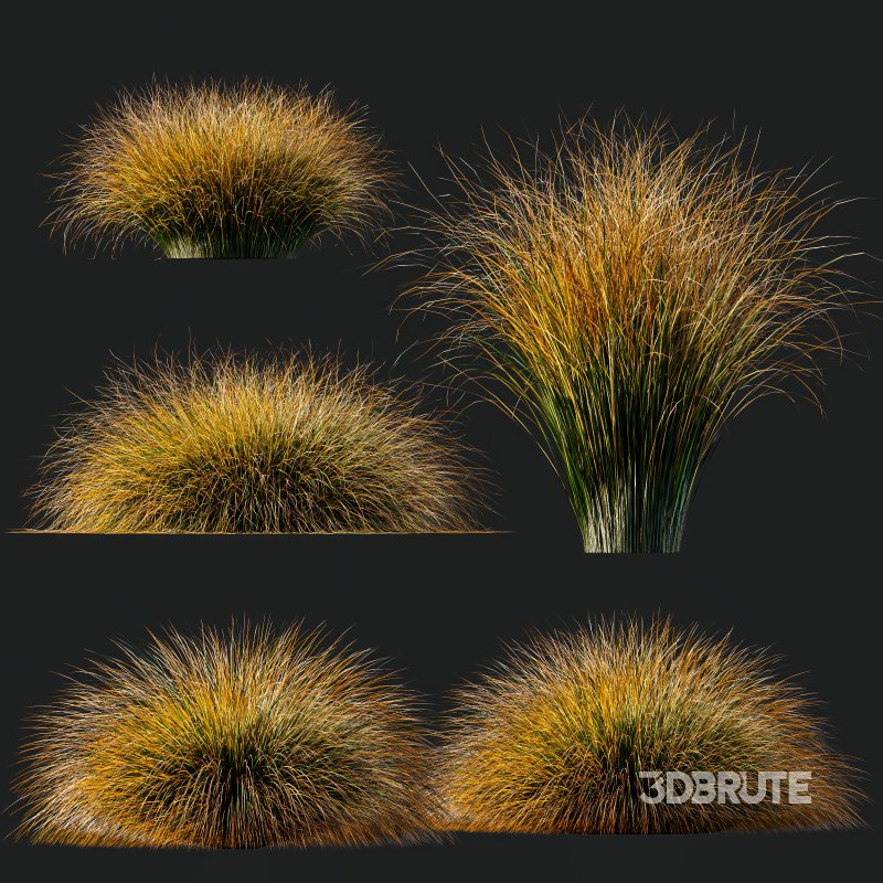 AV Carex Testacea Orange Sedge Grass Prairie Fire Image 10