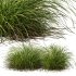 AV 6 different grasses Pennisetum Alopecuroides Lampenputzergras Fountain Hameln and Carex Elata Aurea Grass Version2 - Thumbnail 2
