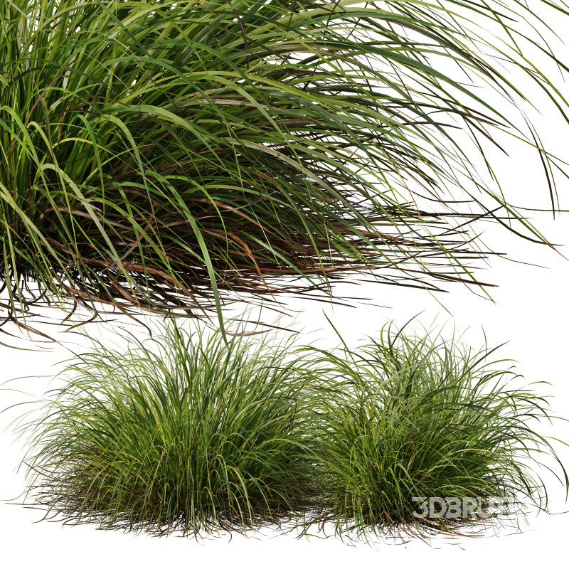 AV 6 different grasses Pennisetum Alopecuroides Lampenputzergras Fountain Hameln and Carex Elata Aurea Grass Version2 Image 2