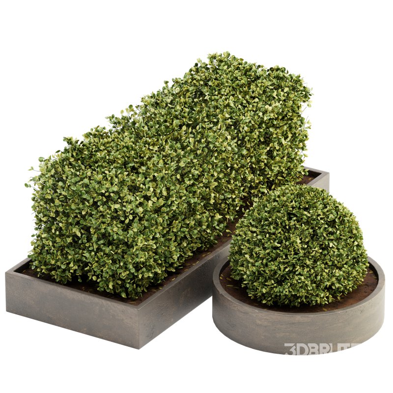 Outdoor Plant Set 06 Image 1