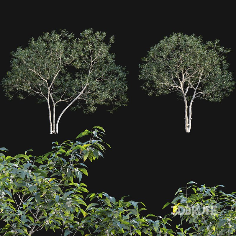 Osmanthus fragrans 02 Image 2