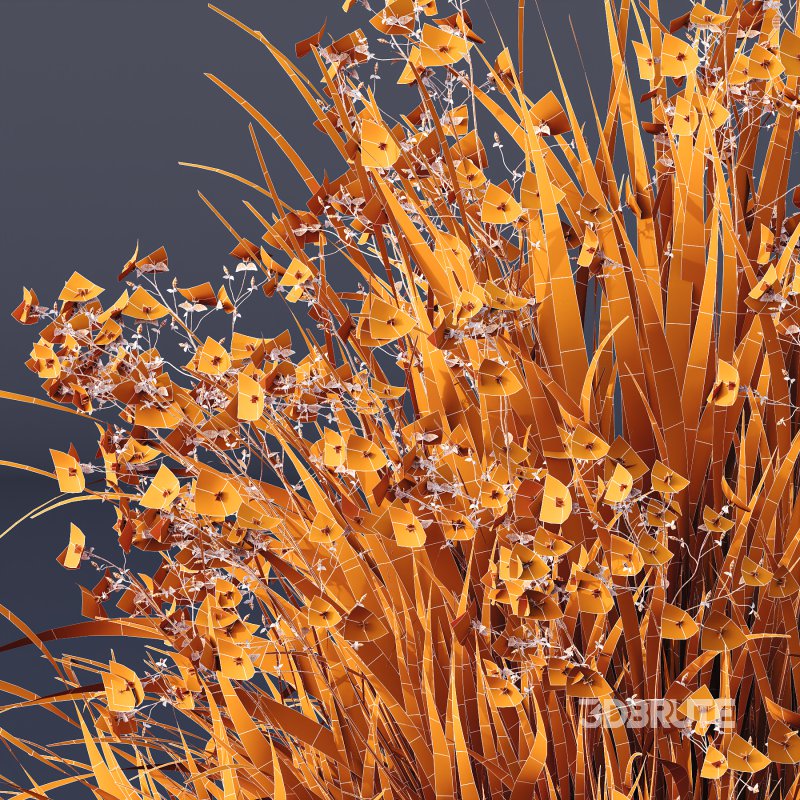 AV Spring flowering grasses Fringe lily and Libertia Grandiflora Image 15