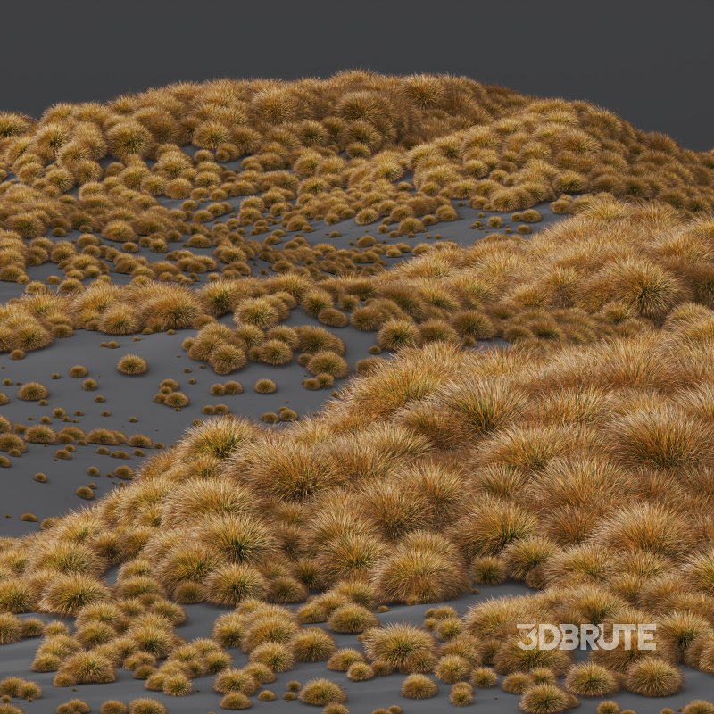 AV Carex Testacea Orange Sedge Grass Prairie Fire Image 9