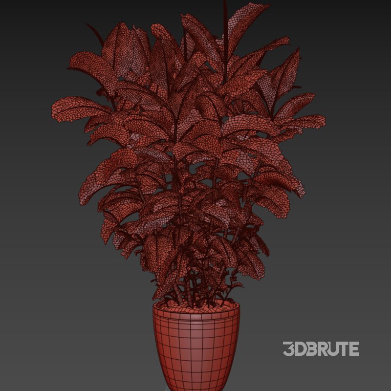 Indoor plant 05 Image 1