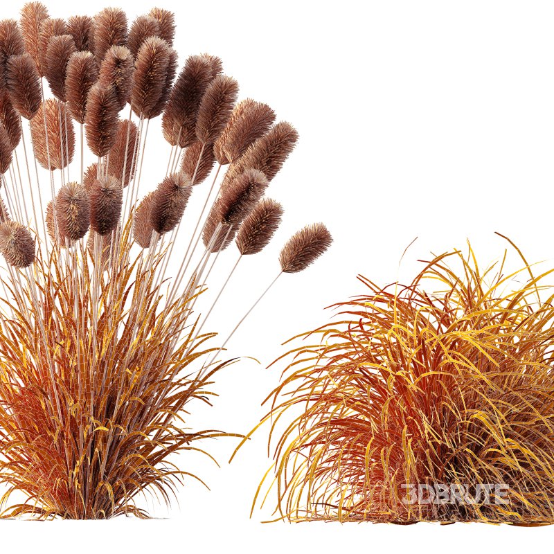 AV 6 different grasses Pennisetum Alopecuroides Lampenputzergras Fountain Hameln and Carex Elata Aurea Grass Version2 Image 13