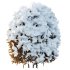 AV Plants Ligustrum Quihoui Privet Pruned Sphere Winter Snow - Thumbnail 1
