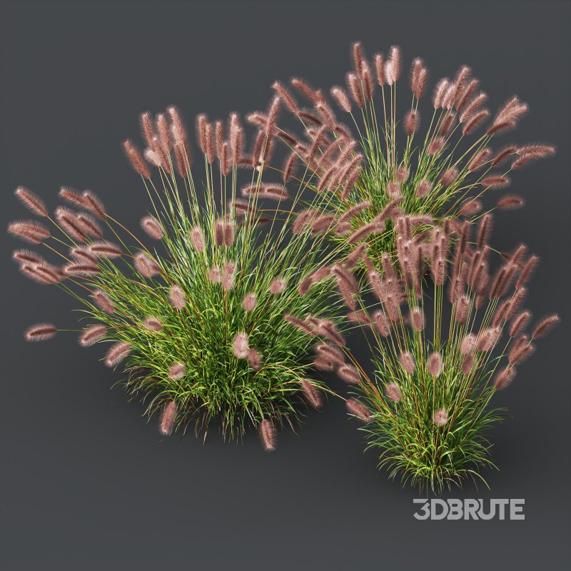 AV 6 different grasses Pennisetum Alopecuroides Lampenputzergras Fountain Hameln and Carex Elata Aurea Grass Version2 Image 8