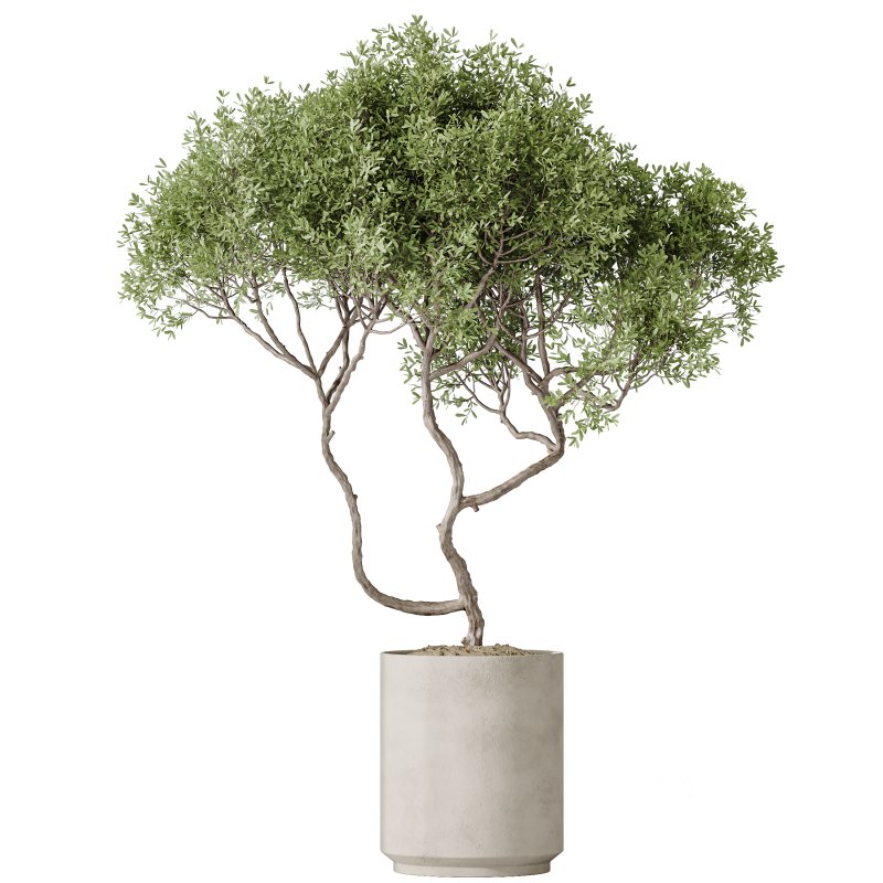 AV Indoor plants set 191 Mandarin Citrus Fruit Orange and Mission Arbequina Olive and Ficus Elastica Robusta and Ficus Cyathistipula African Fig Image 2