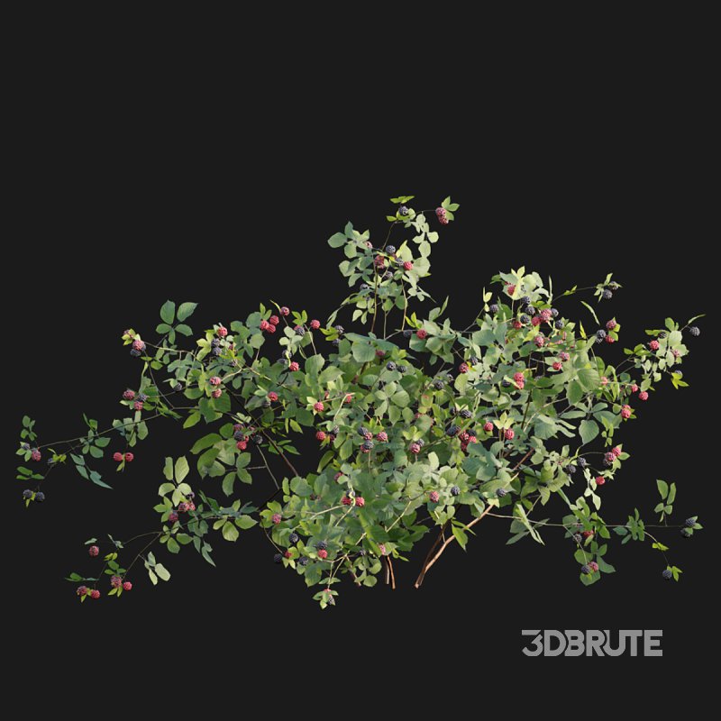 Rubus fruticosus – Blackberry Image 5