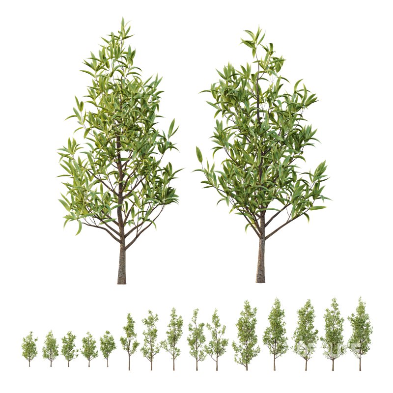 Sweet Viburnum Plant02 Image 2