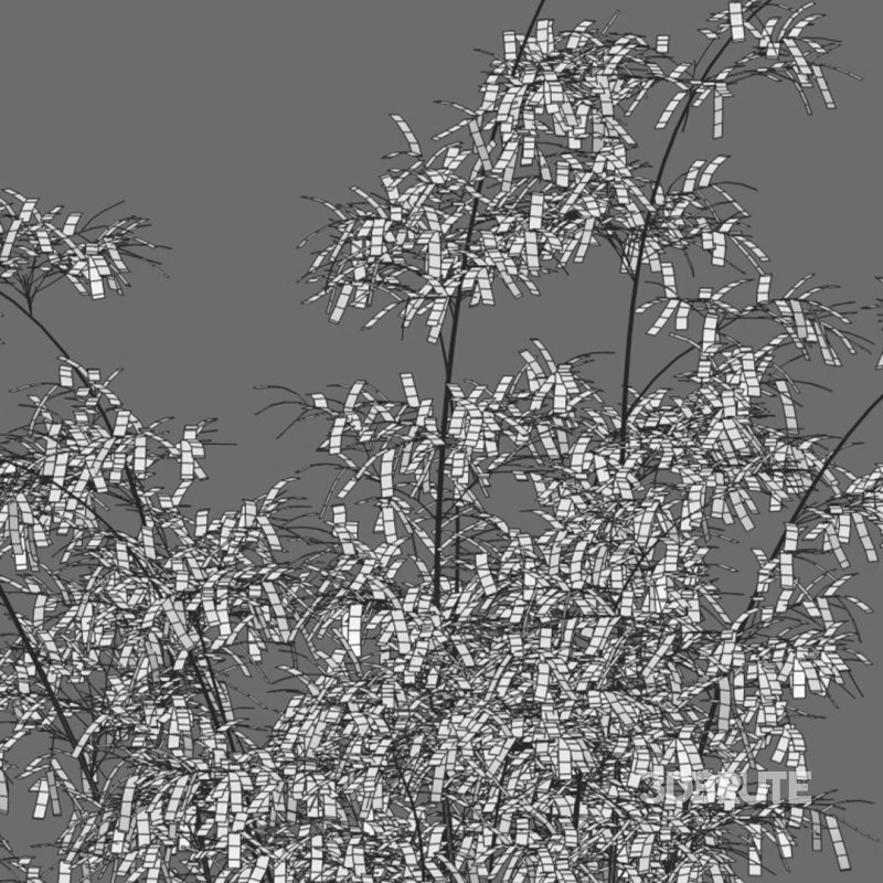 Bamboo – Bambusa lako 02 Image 6